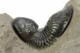 Paralejurus Trilobite With Amazing Preparation - Atchana, Morocco #254098-4